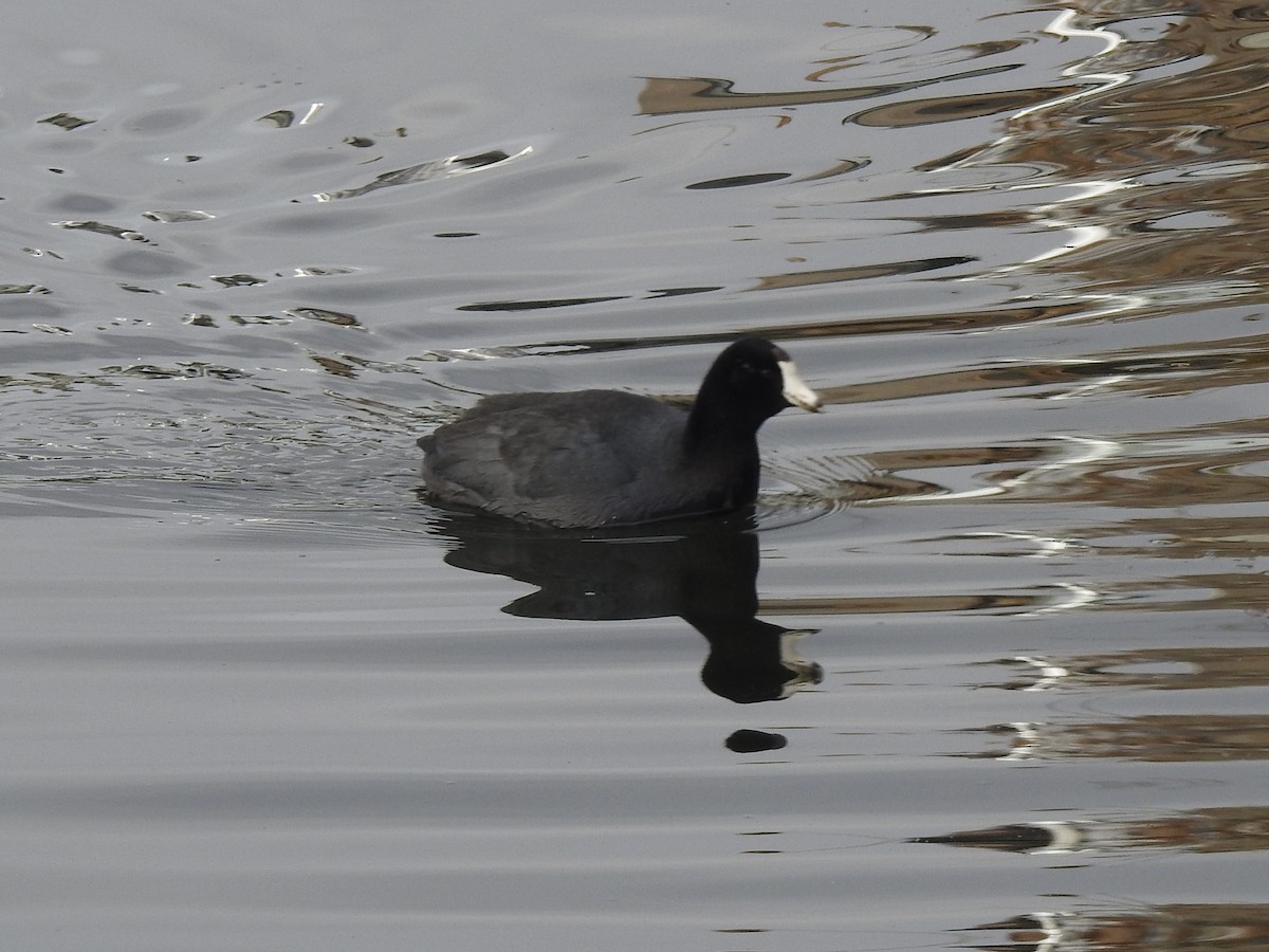 American Coot - ML611714106