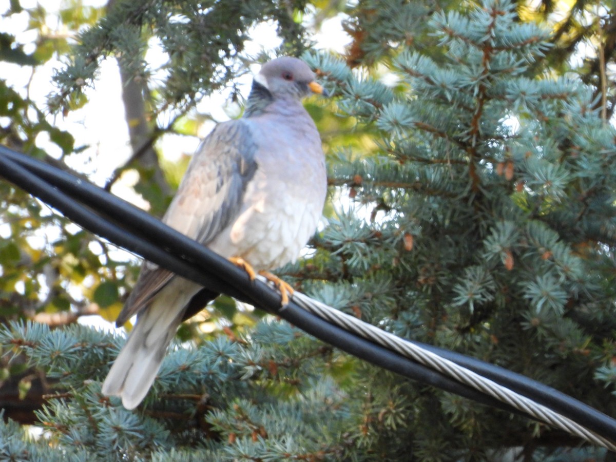 Band-tailed Pigeon - ML611714164