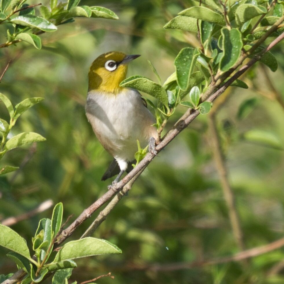 Silvereye - Mark Pronger