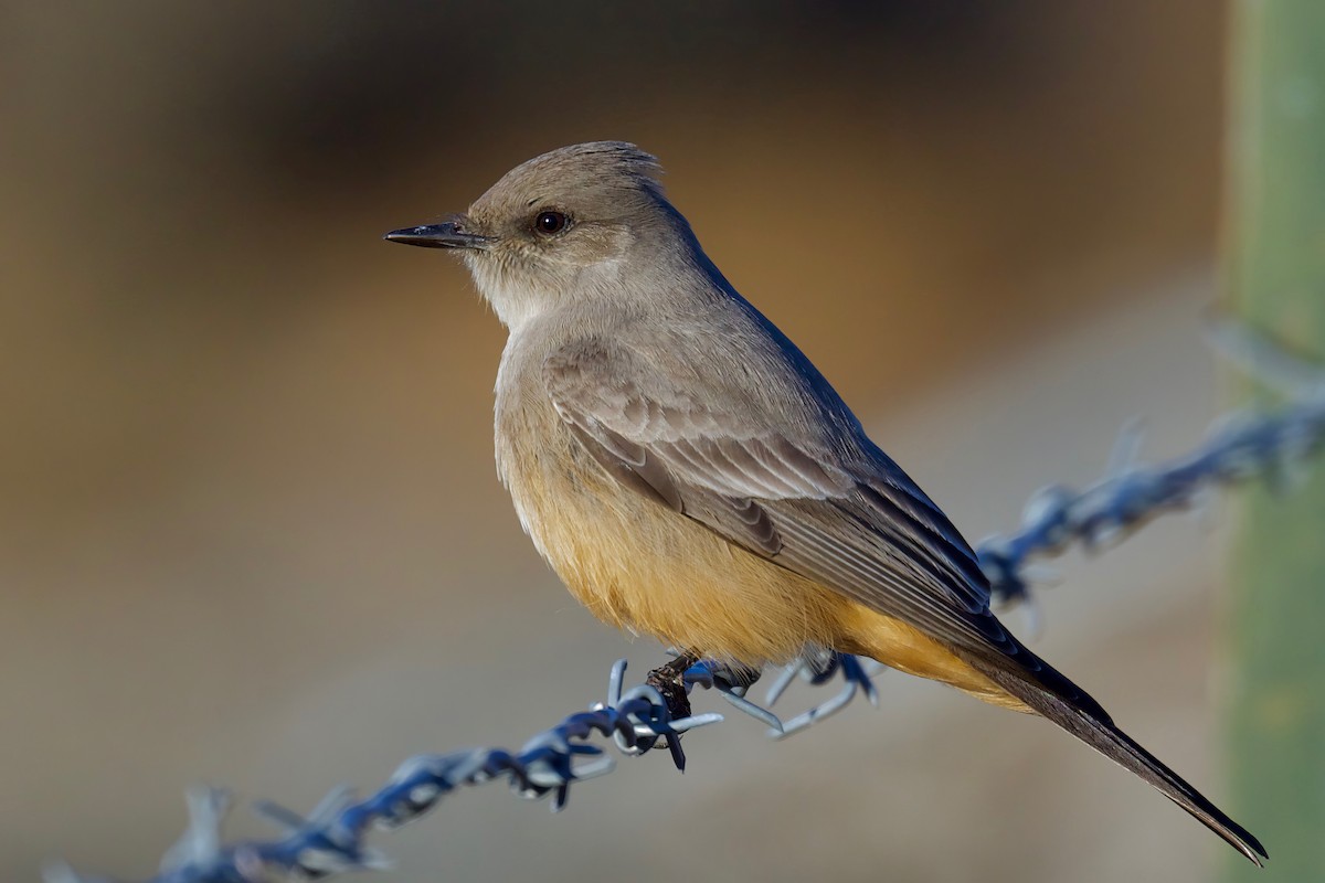 Say's Phoebe - ML611714243