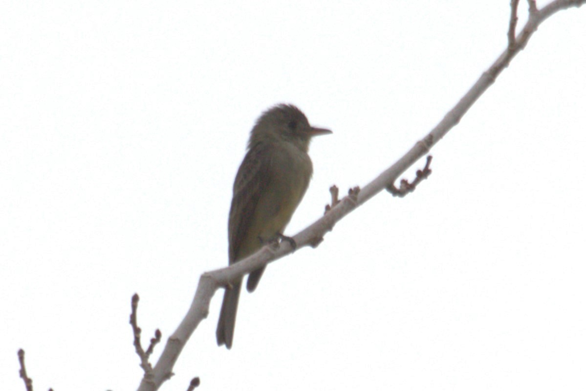 Greater Pewee - Anonymous