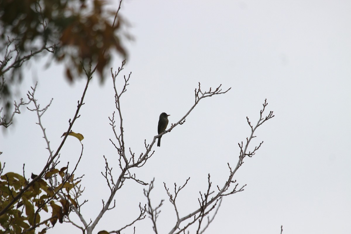 Greater Pewee - Anonymous