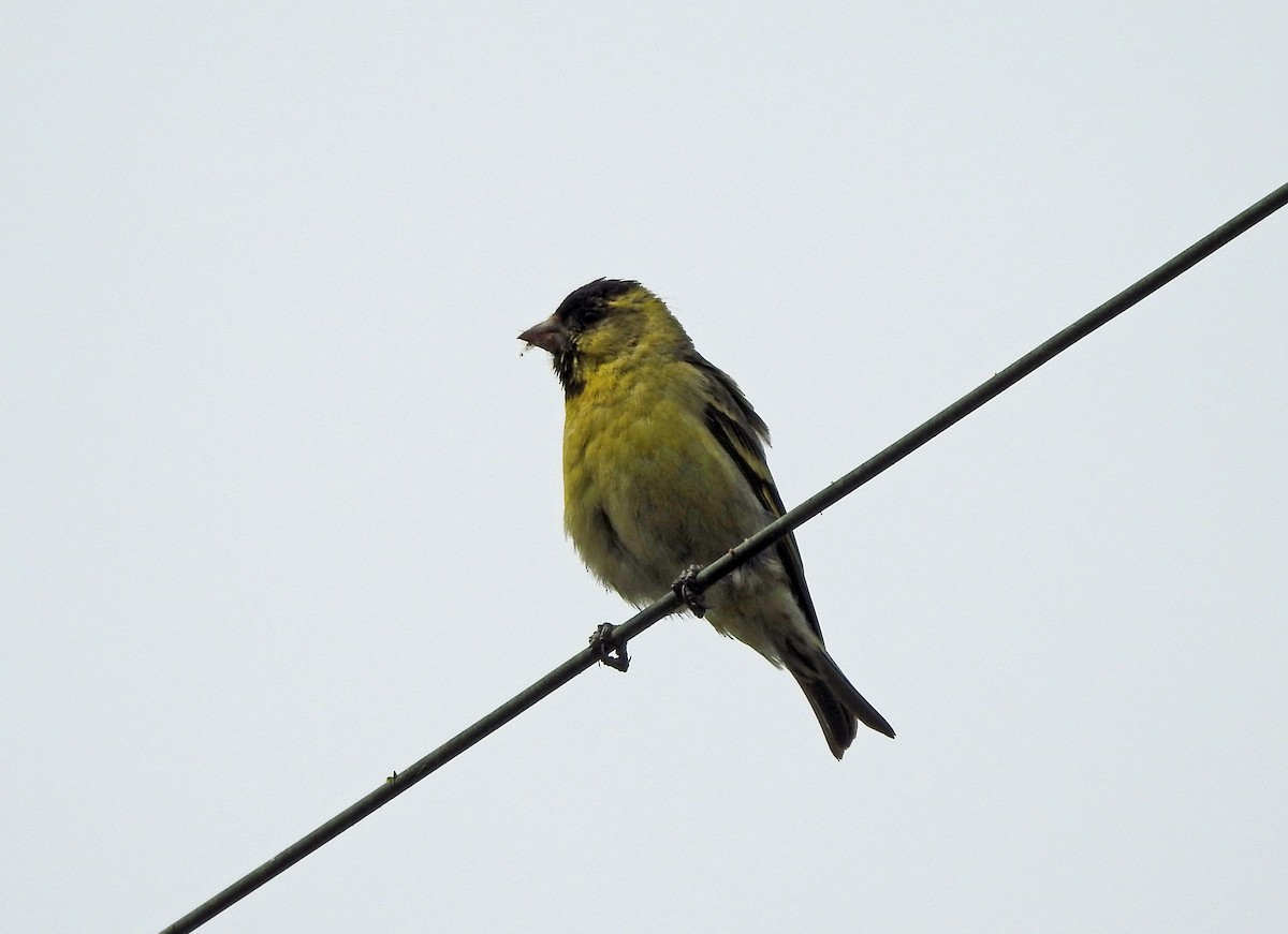 Black-chinned Siskin - ML611714439