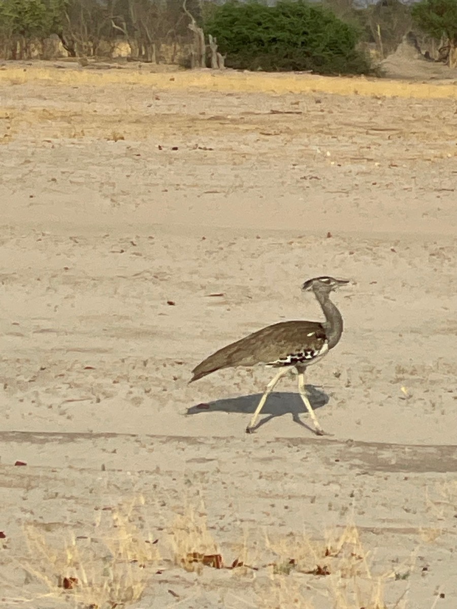 Kori Bustard - Diana Stephens