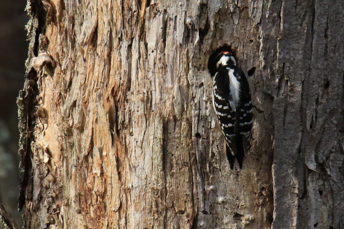 Hairy Woodpecker - ML611714611