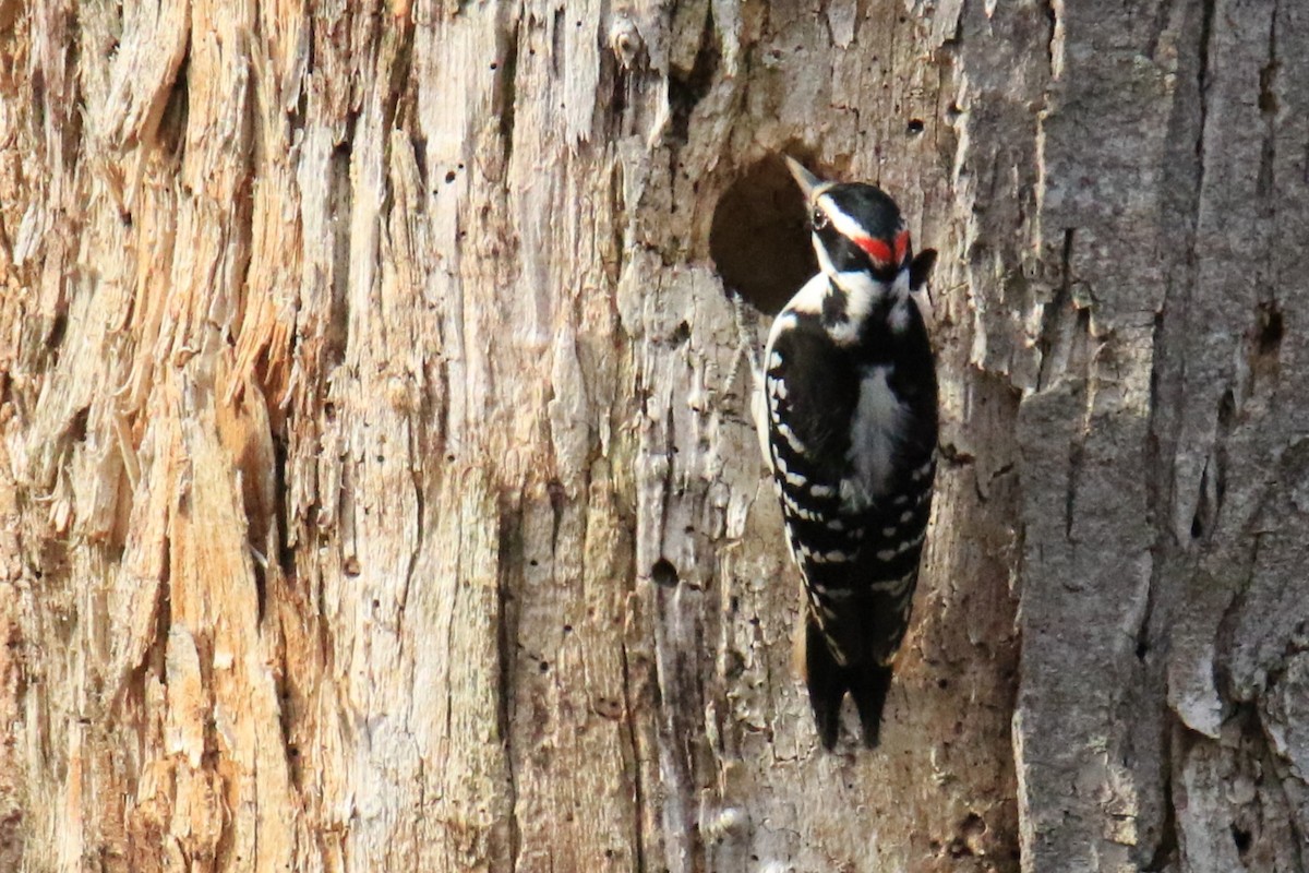 Hairy Woodpecker - ML611714636