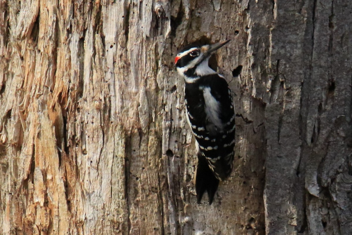 Hairy Woodpecker - ML611714651