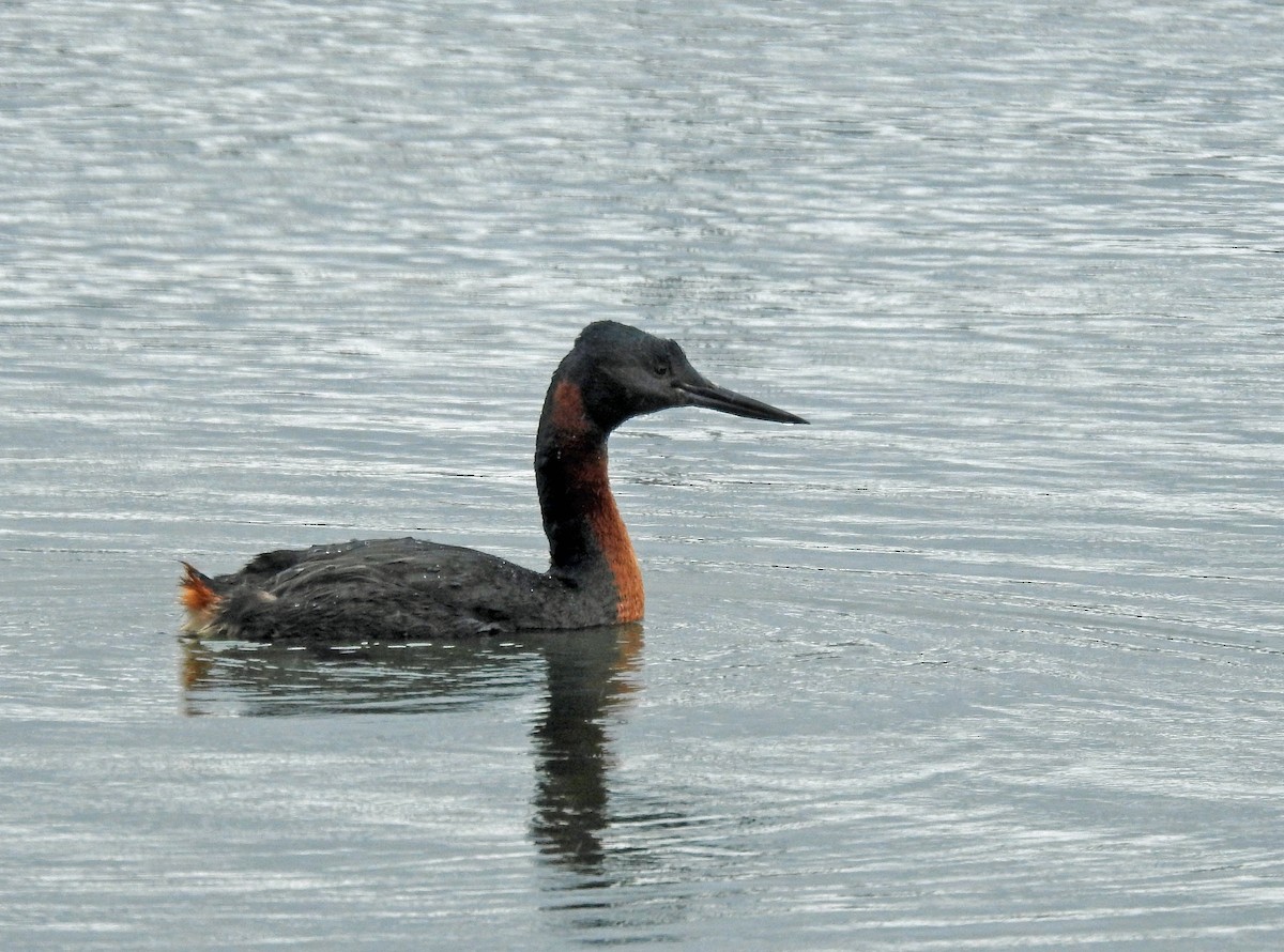 Great Grebe - ML611714666