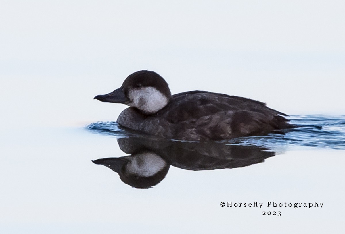 Black Scoter - Trina Arnold