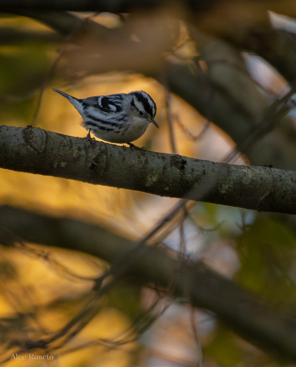 Black-and-white Warbler - Alec Roseto