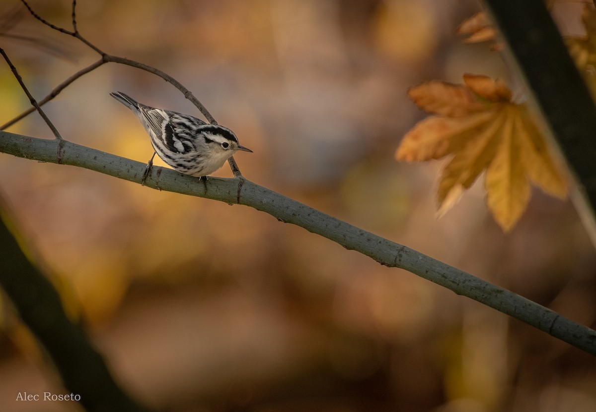 Black-and-white Warbler - Alec Roseto