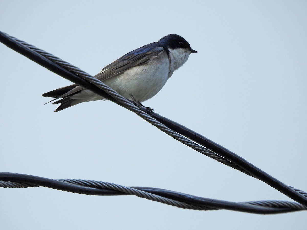 Chilean Swallow - kas dumroese