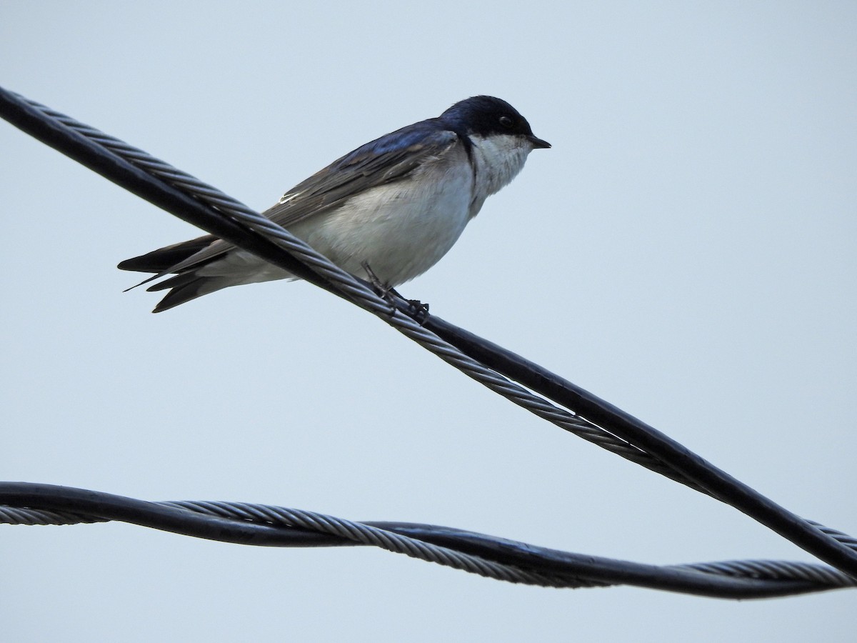 Chilean Swallow - ML611714775