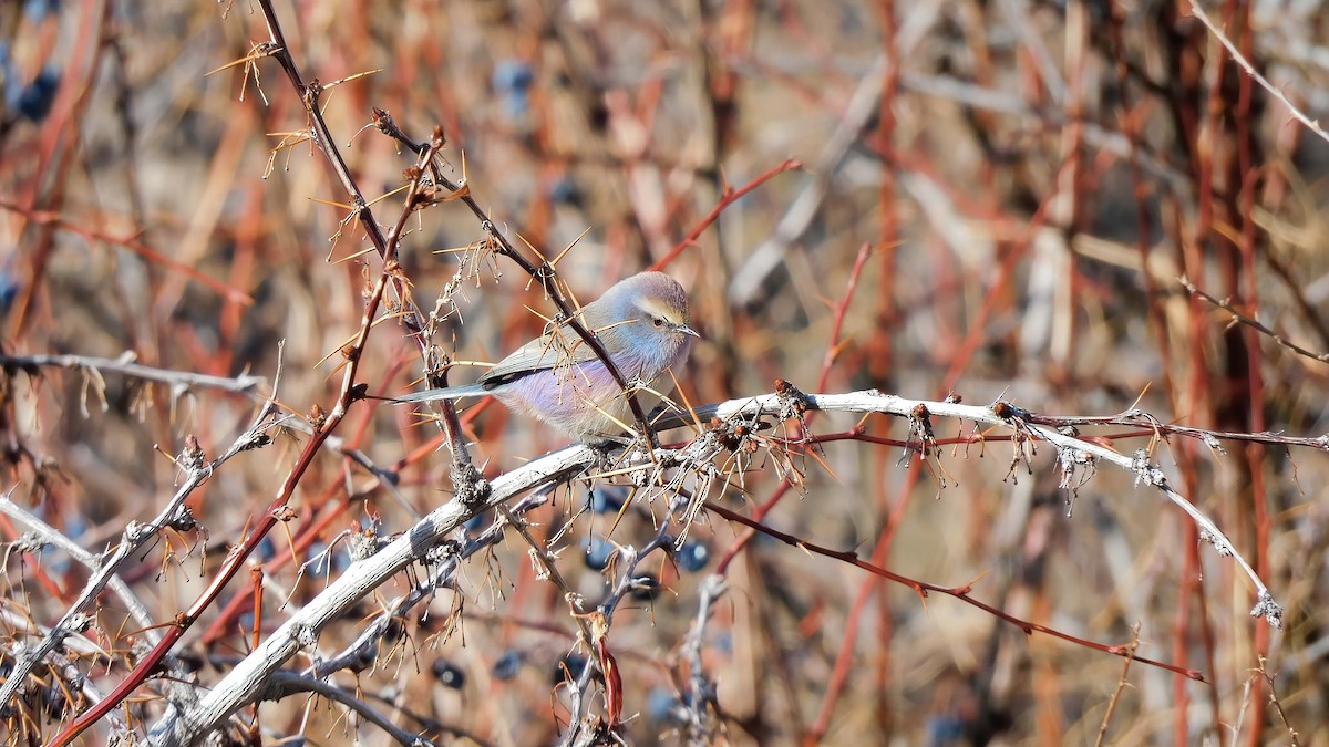 White-browed Tit-Warbler - Jeremie Berlioux