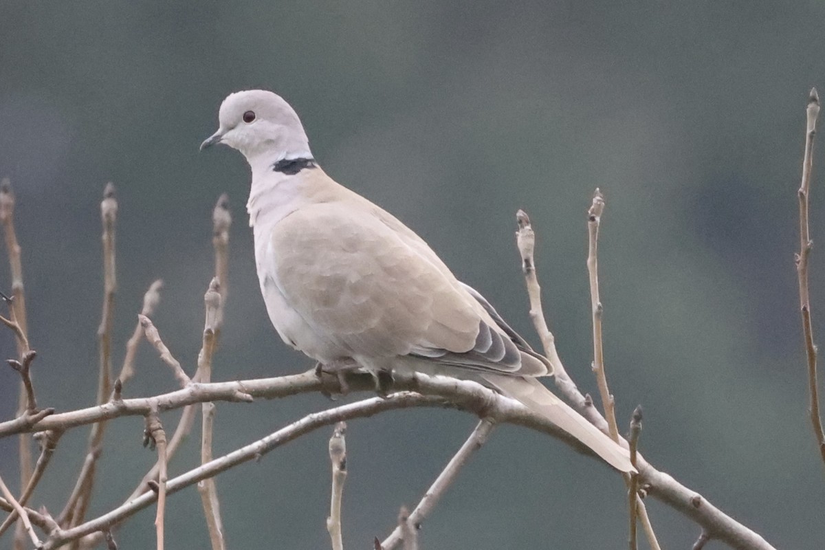 Eurasian Collared-Dove - ML611714828