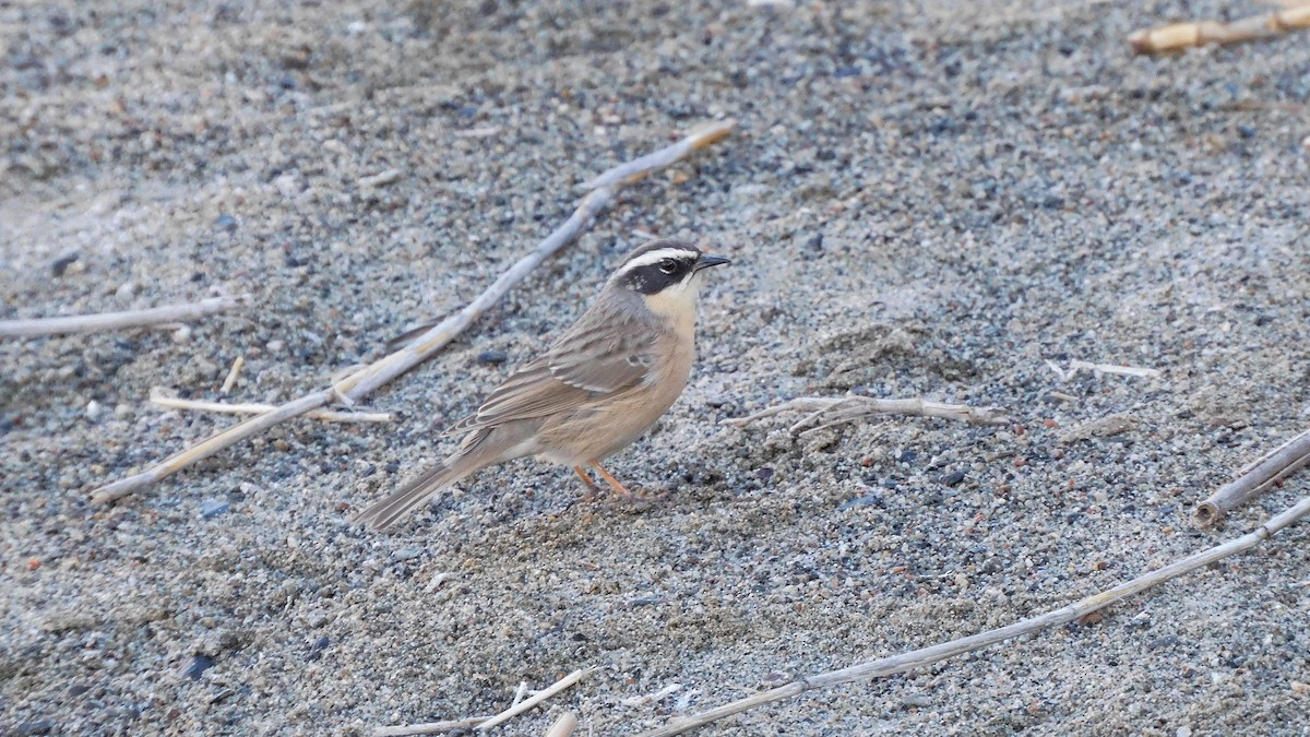 Brown Accentor - ML611714838