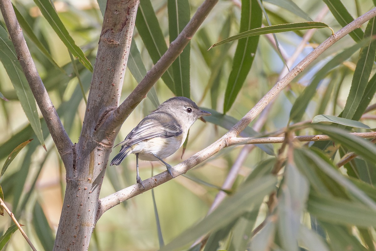 Bell's Vireo - Mike Andersen