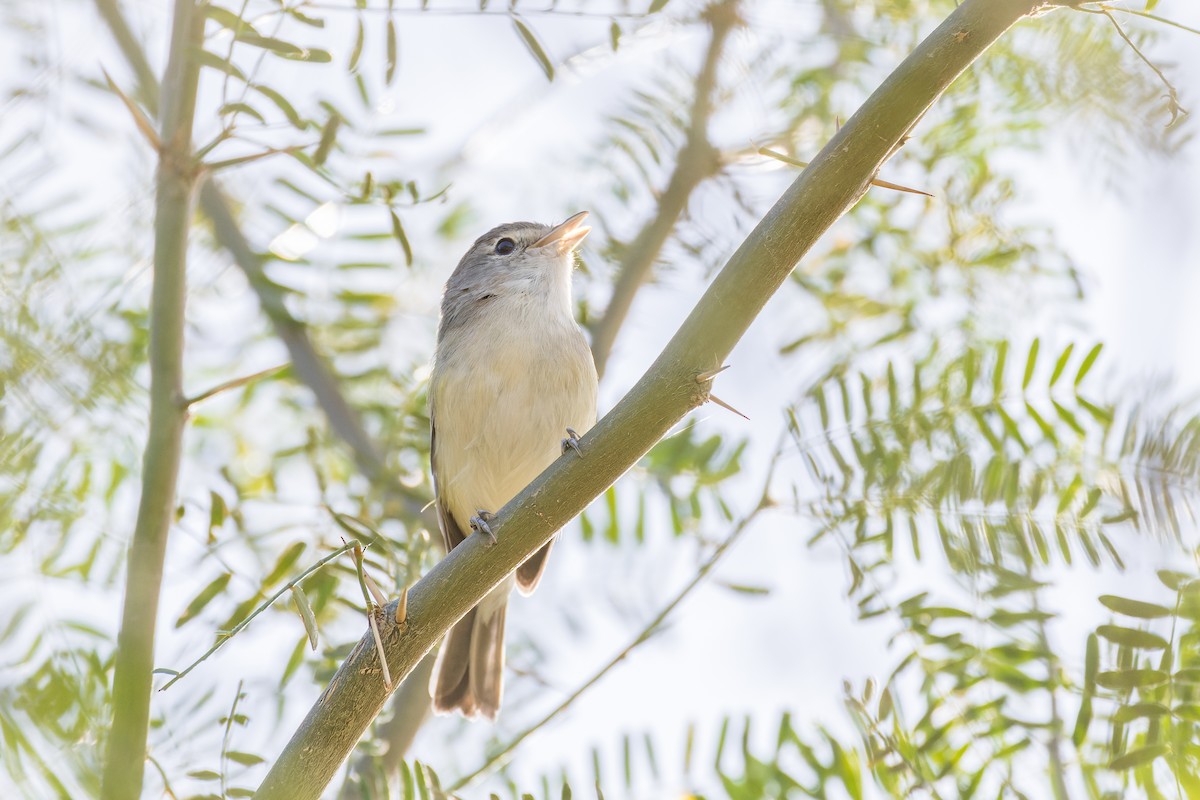 Bell's Vireo - ML611714859