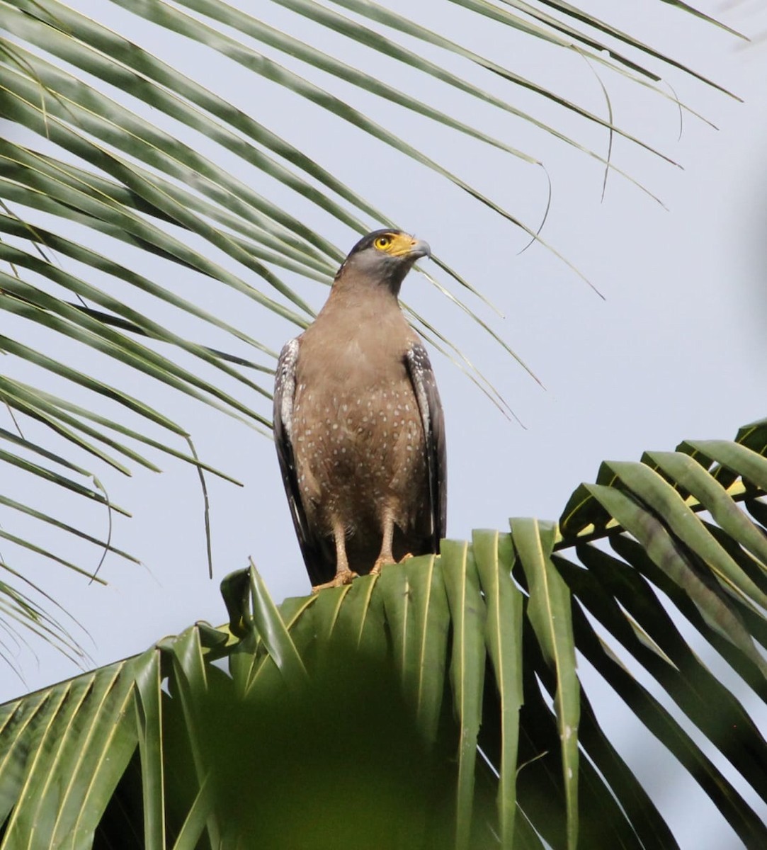 Crested Serpent-Eagle - ML611714915