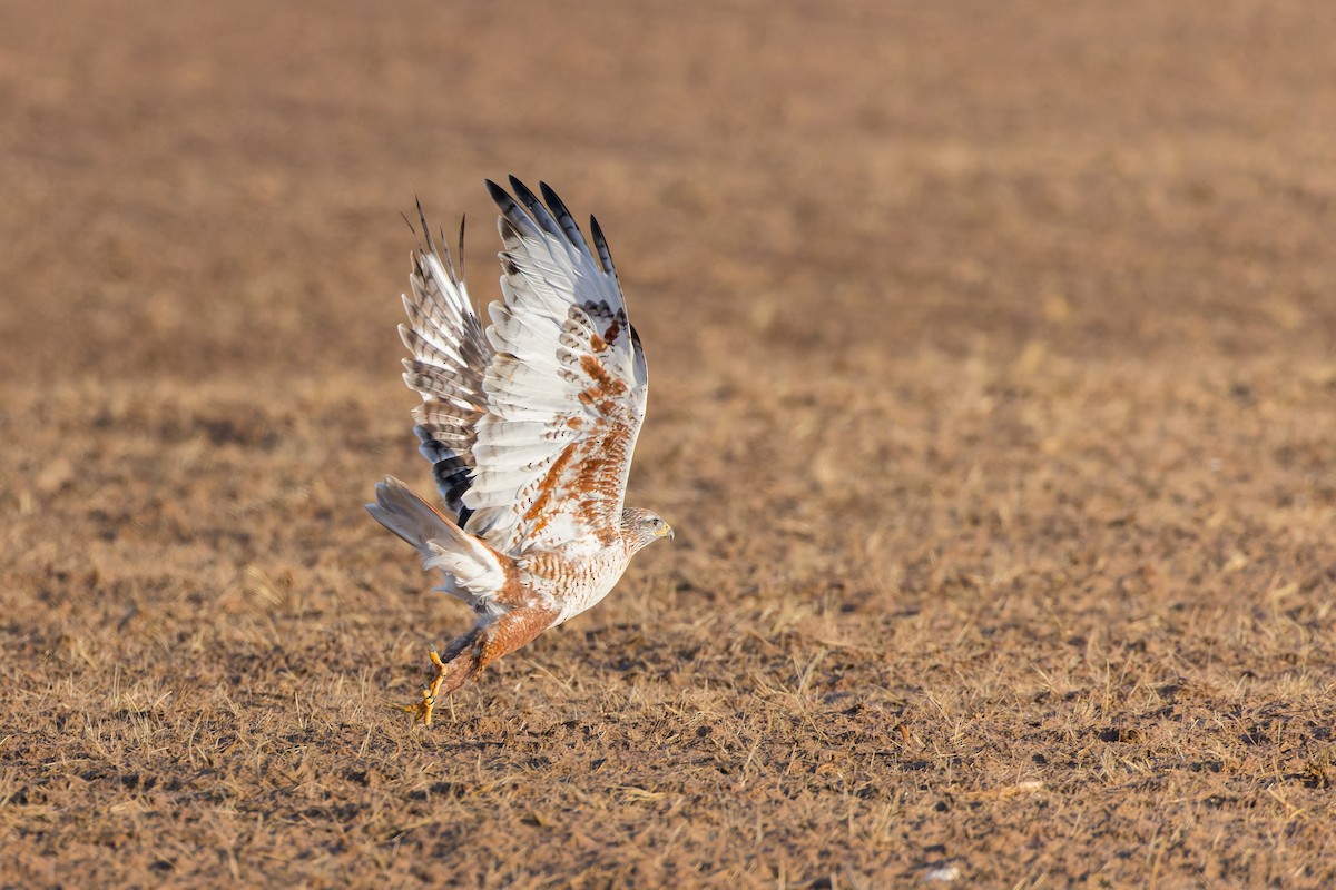 Ferruginous Hawk - Mike Andersen