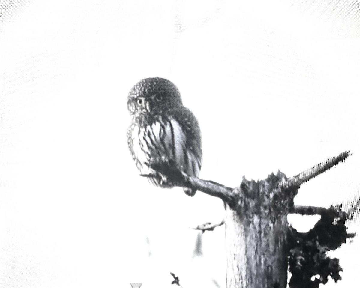 Northern Pygmy-Owl - ML611715001