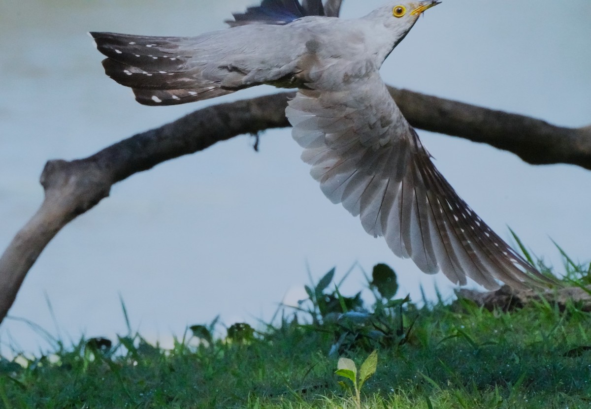 Oriental Cuckoo - ML611715082