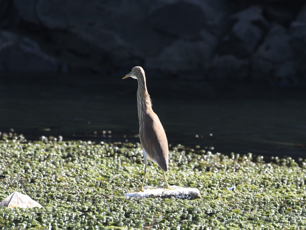 Squacco Heron - ML611715092