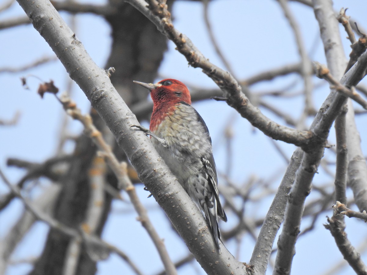 Red-breasted Sapsucker - ML611715102