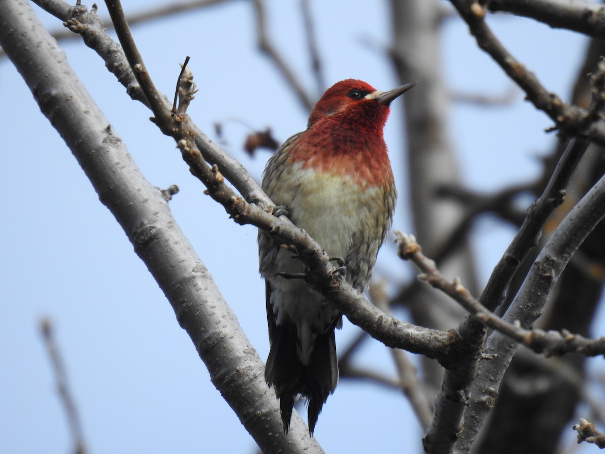 Red-breasted Sapsucker - ML611715104