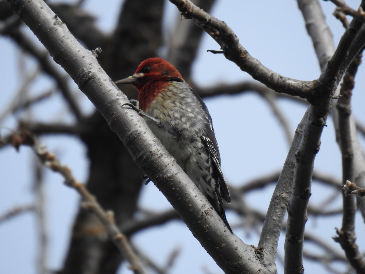 Red-breasted Sapsucker - ML611715106