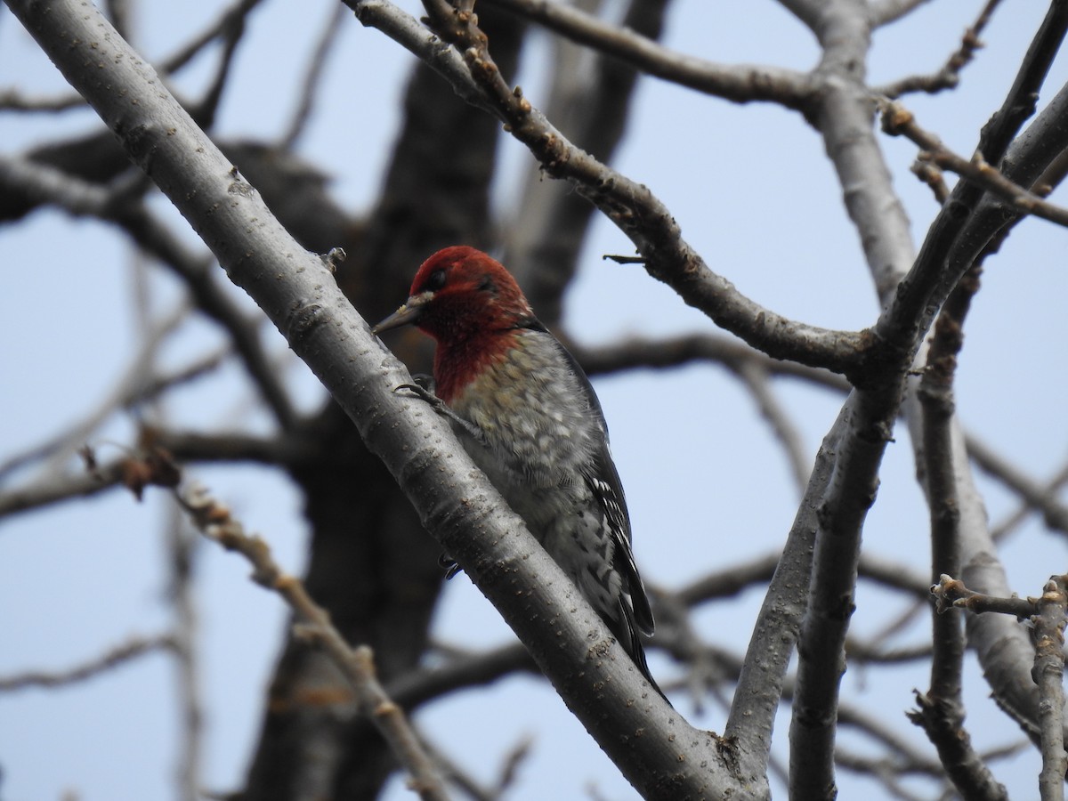 Red-breasted Sapsucker - ML611715107