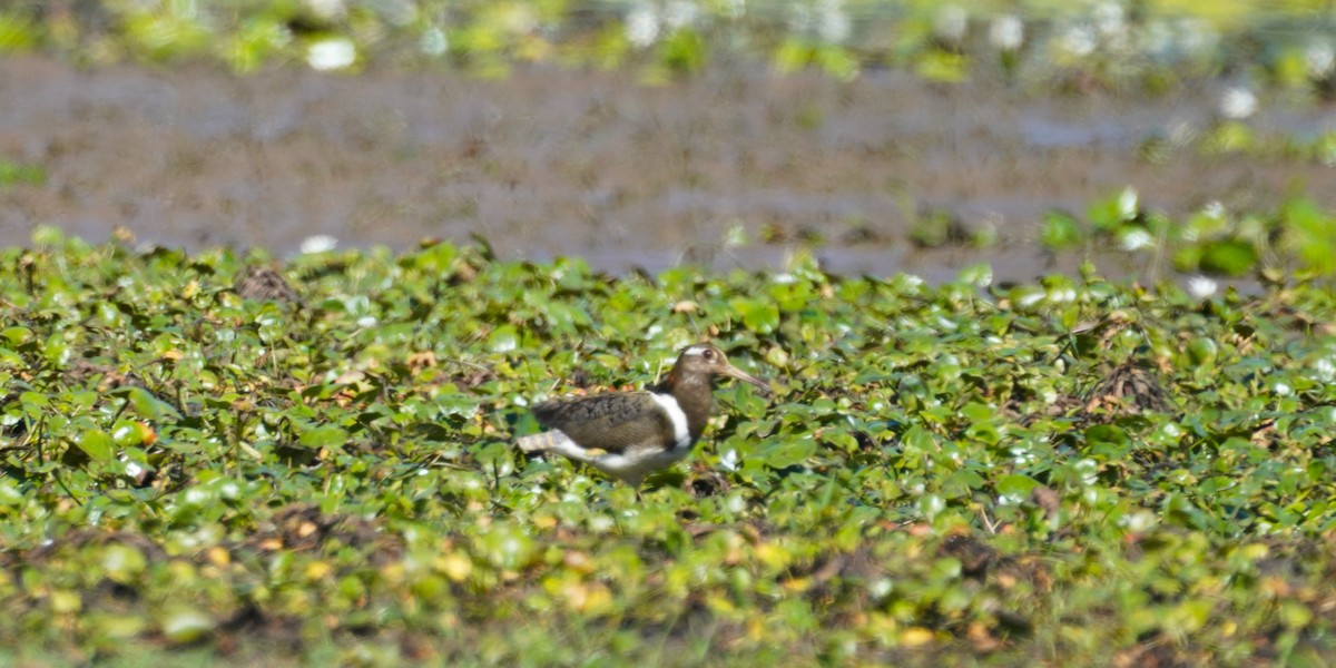 Australian Painted-Snipe - ML611715160