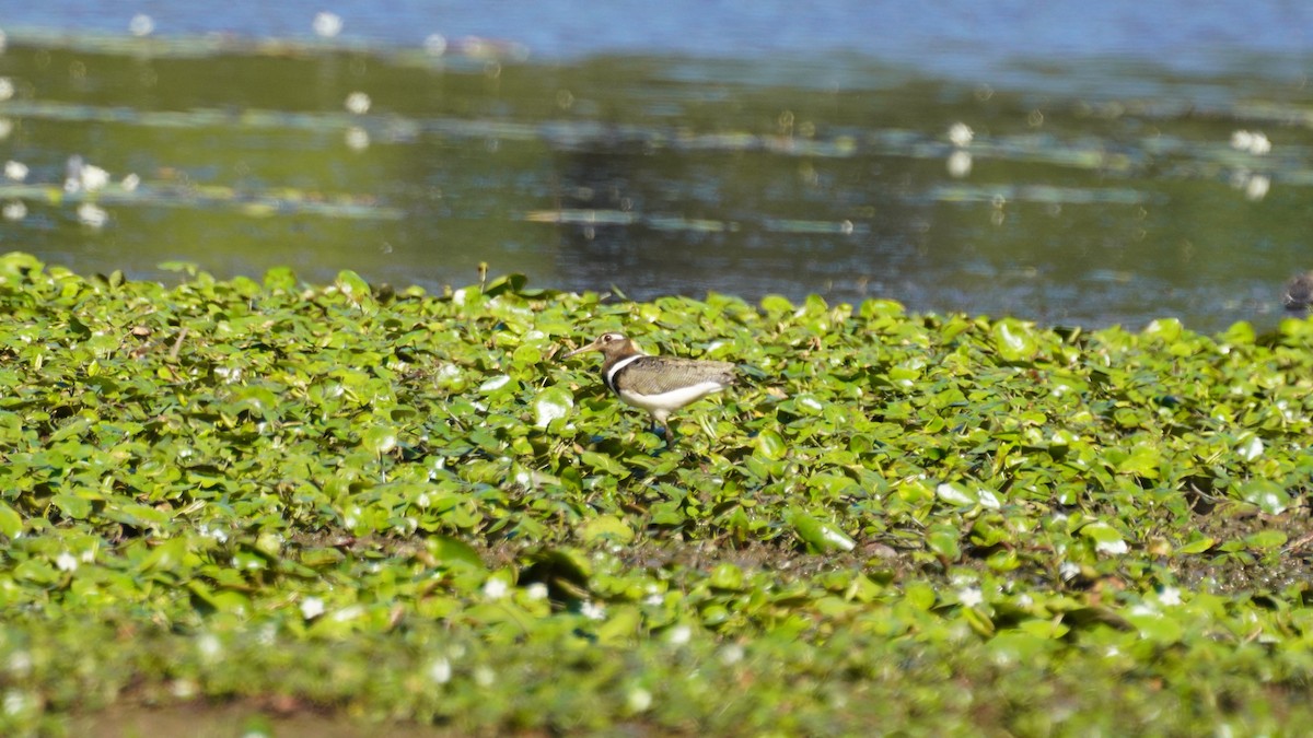 Australian Painted-Snipe - ML611715161