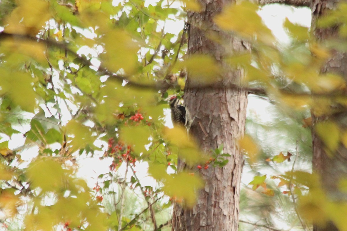 Yellow-bellied Sapsucker - ML611715202