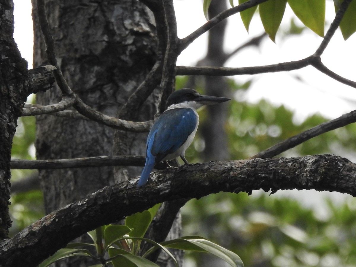 Collared Kingfisher - Noam Markus