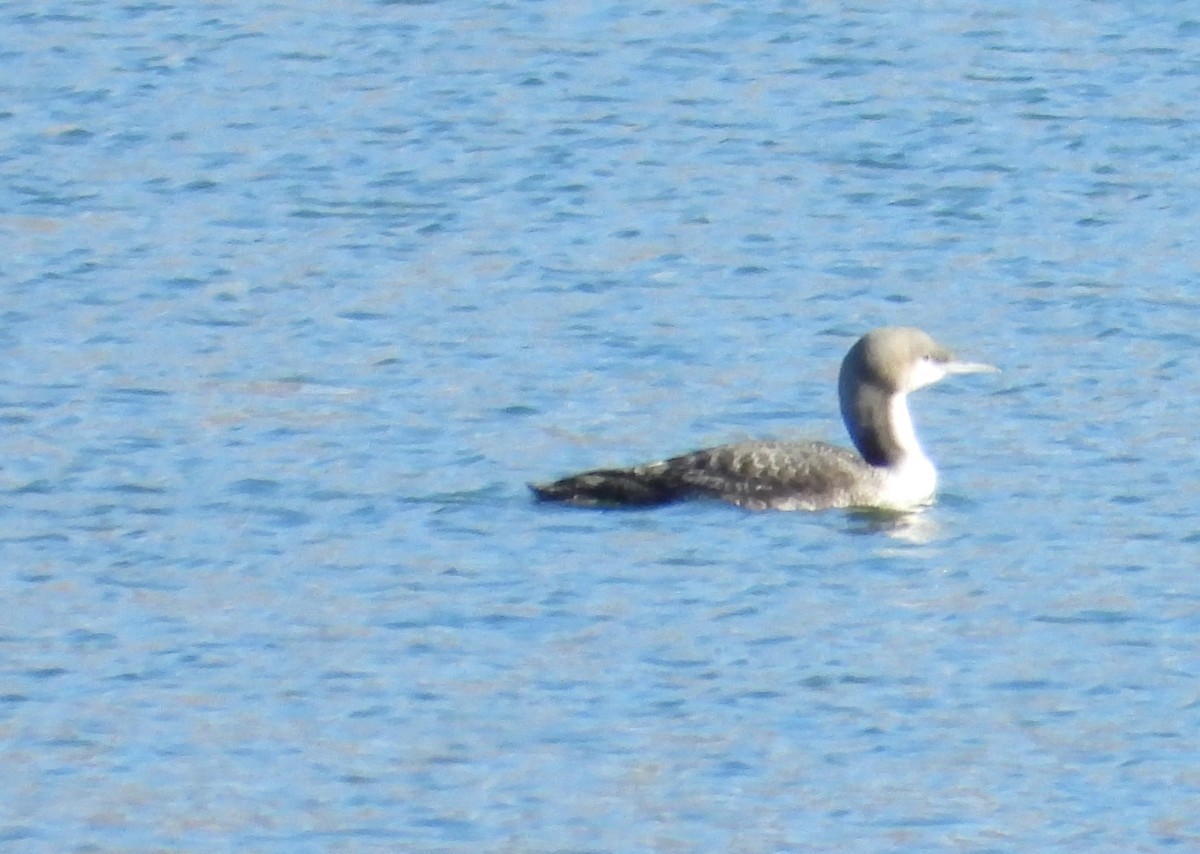 Pacific Loon - ML611715315