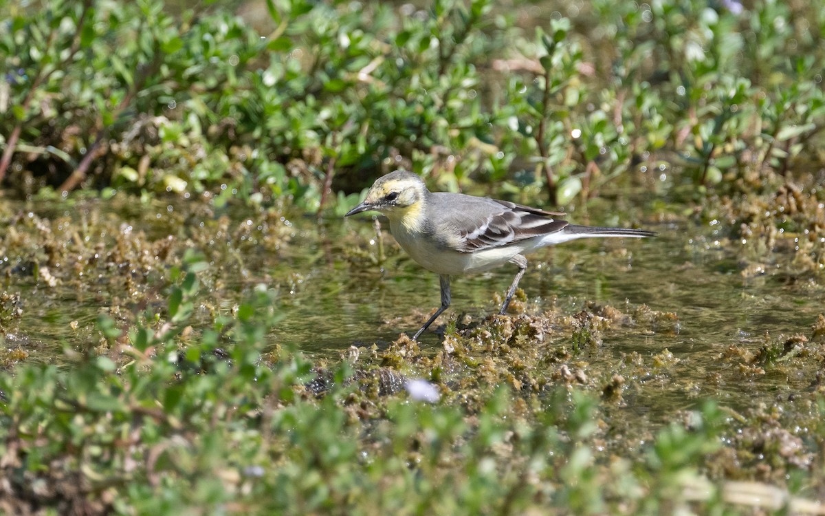 Citrine Wagtail - ML611715340