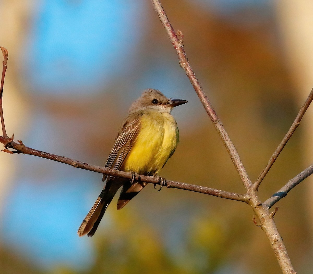 Tropical Kingbird - ML611715364