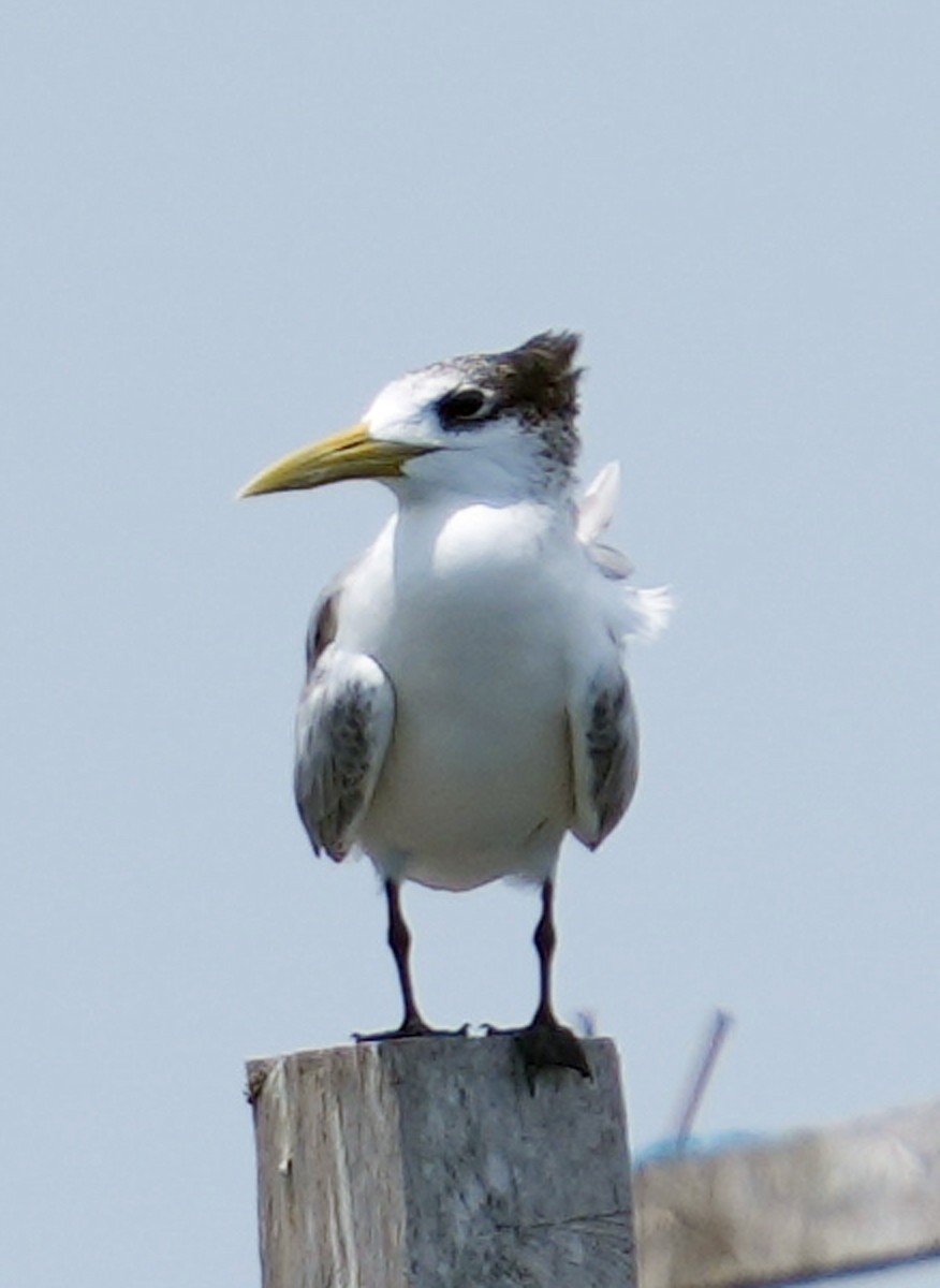 Great Crested Tern - ML611715374
