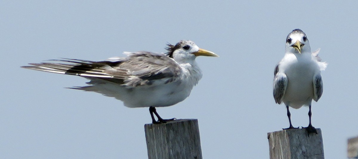 Great Crested Tern - ML611715375