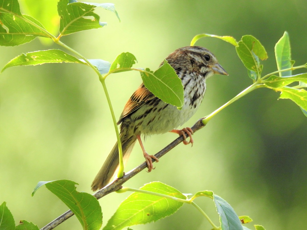 Song Sparrow - ML611715402