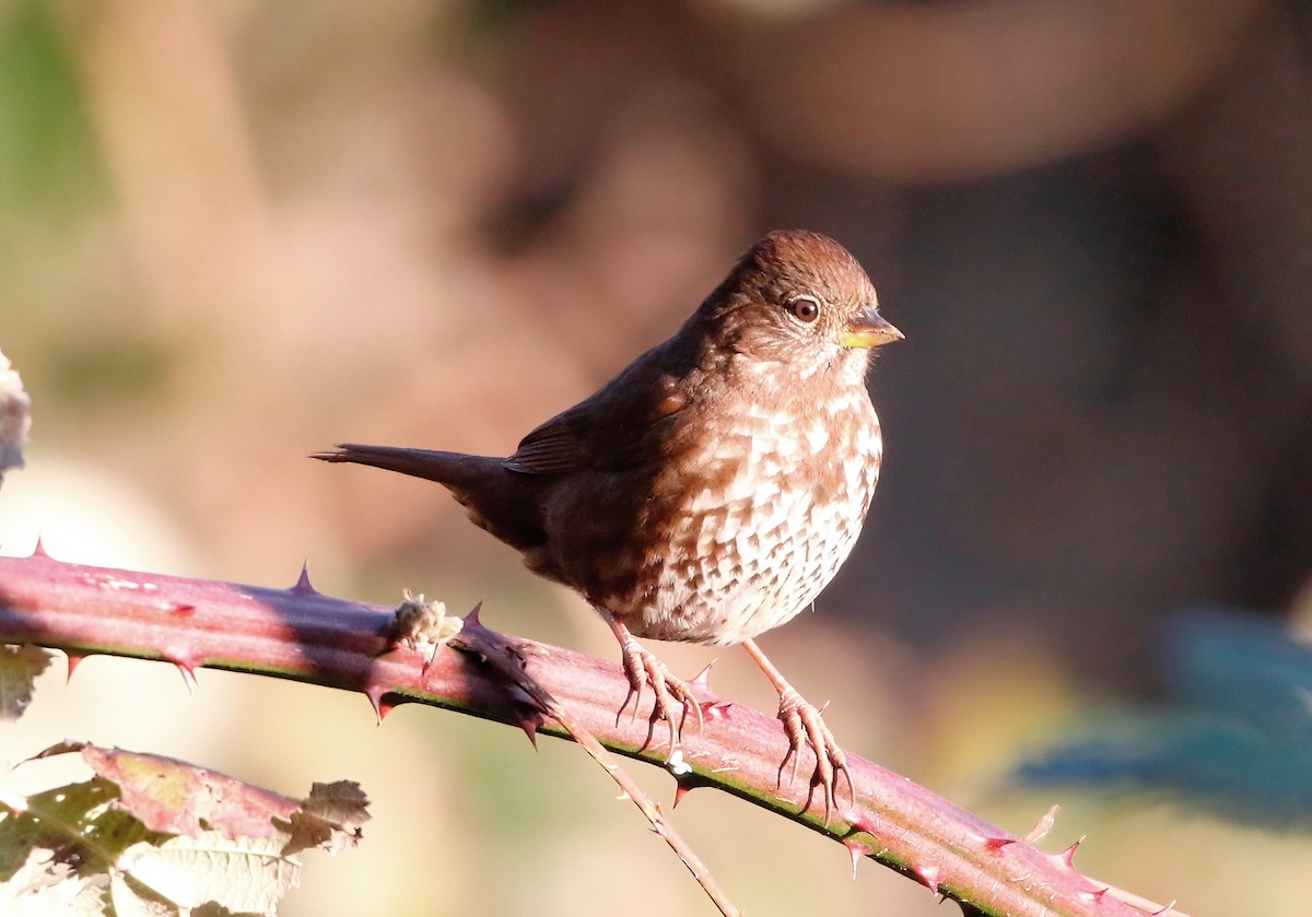 Fox Sparrow - ML611715440