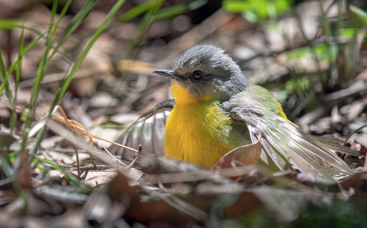 Eastern Yellow Robin - ML611715453