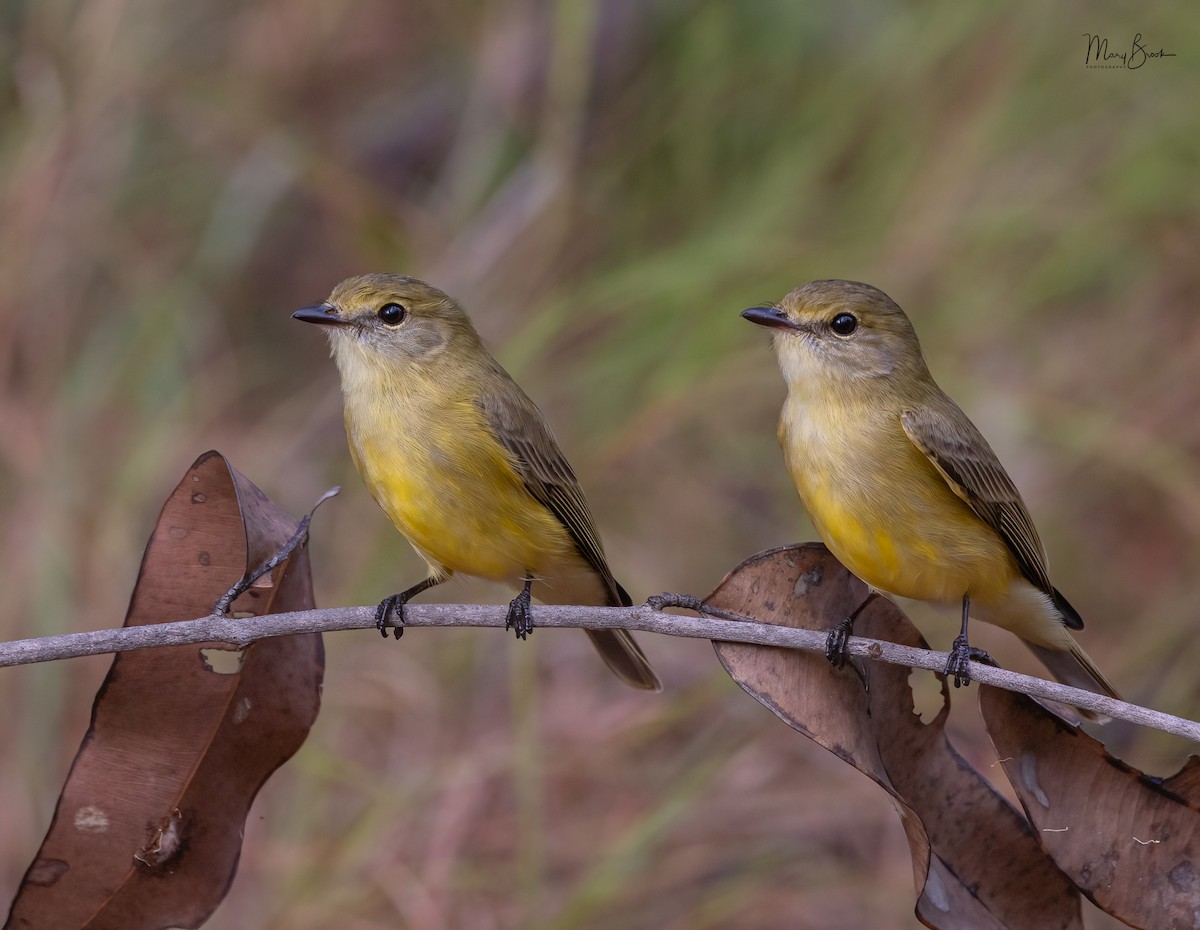 Lemon-bellied Flyrobin - ML611715484