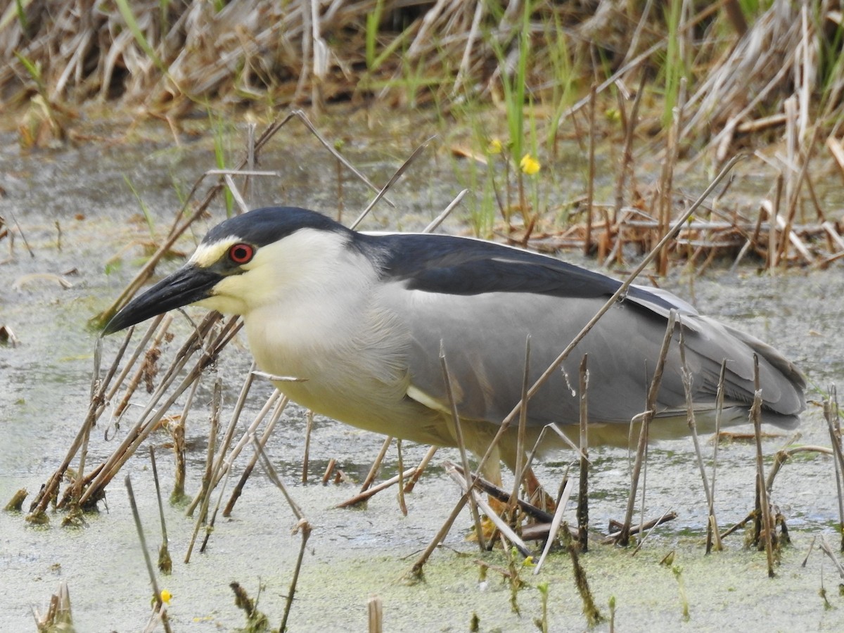 Black-crowned Night Heron - Sue Ascher