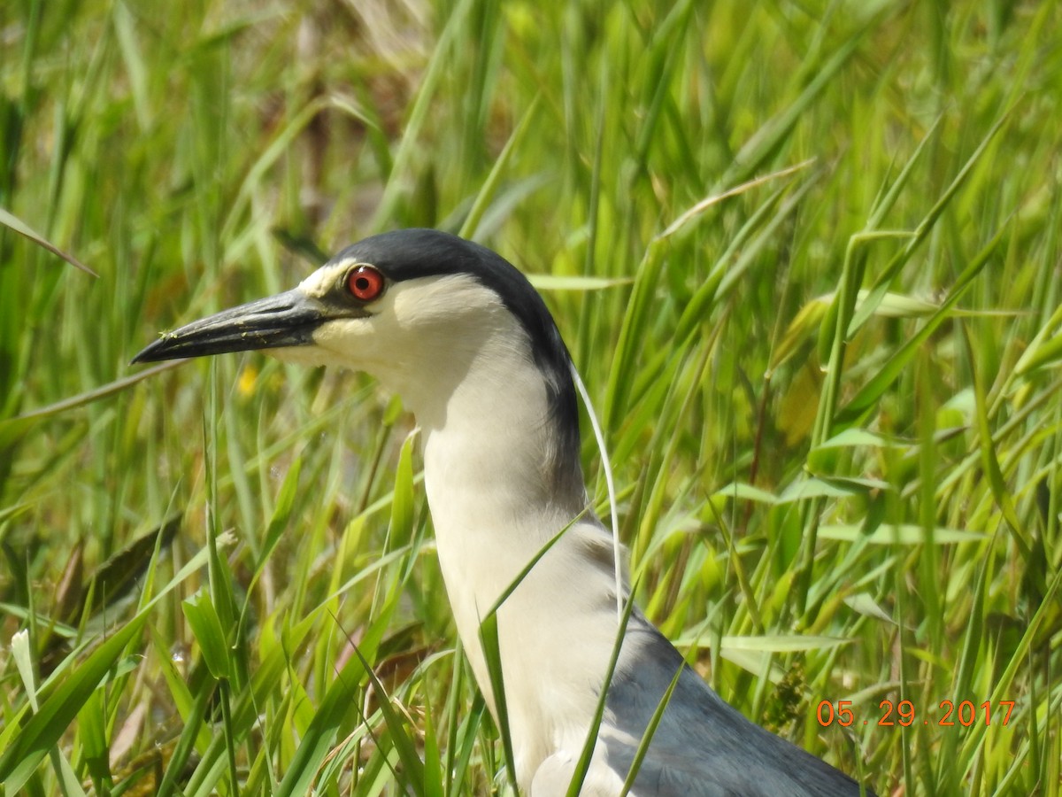 Black-crowned Night Heron - ML611715619