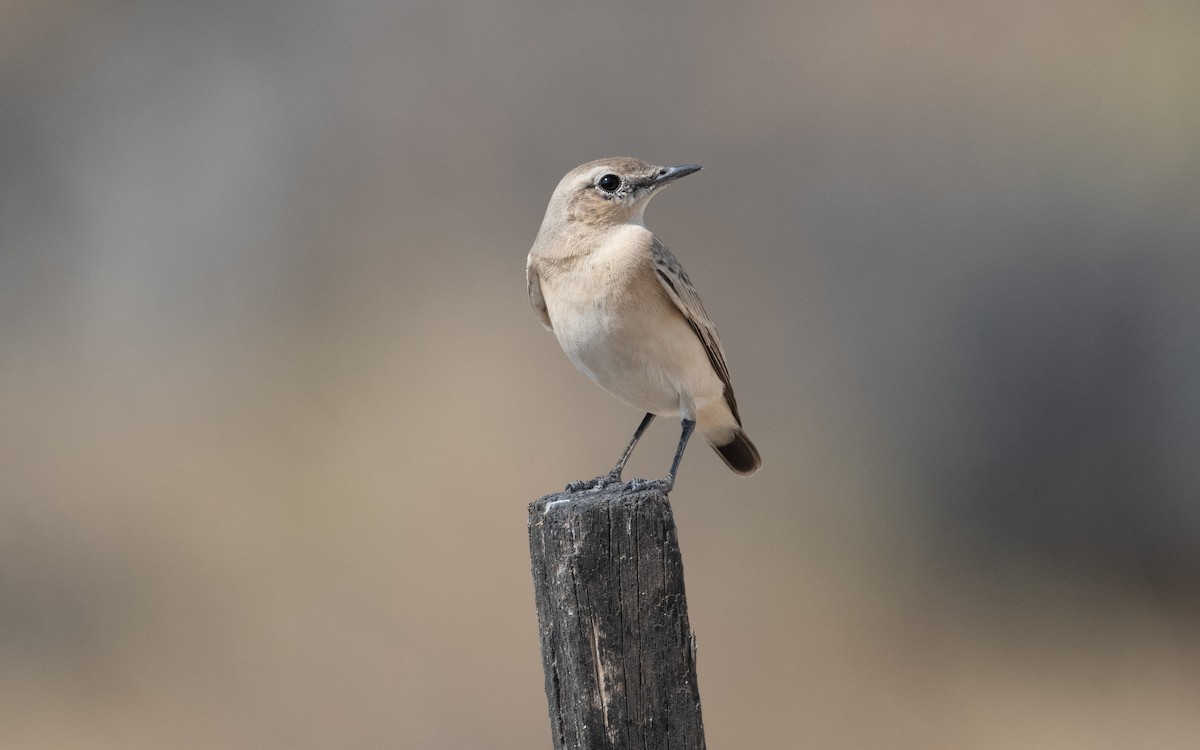 Isabelline Wheatear - ML611715647