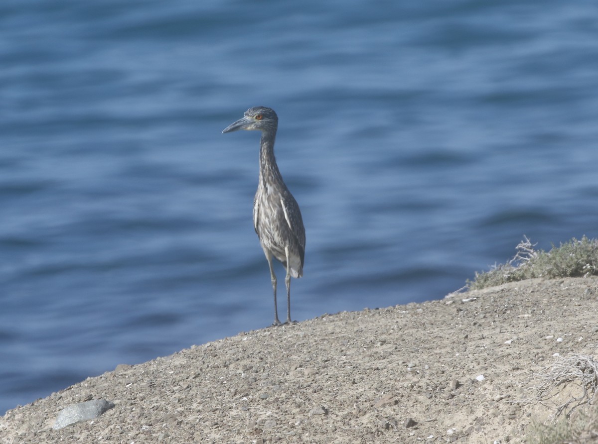 Yellow-crowned Night Heron - ML611715735