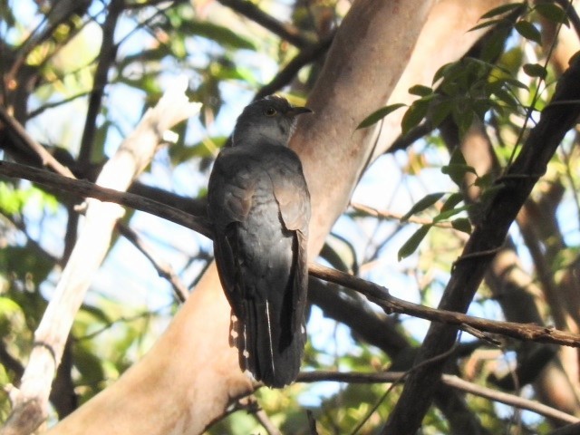 Oriental Cuckoo - ML611715757