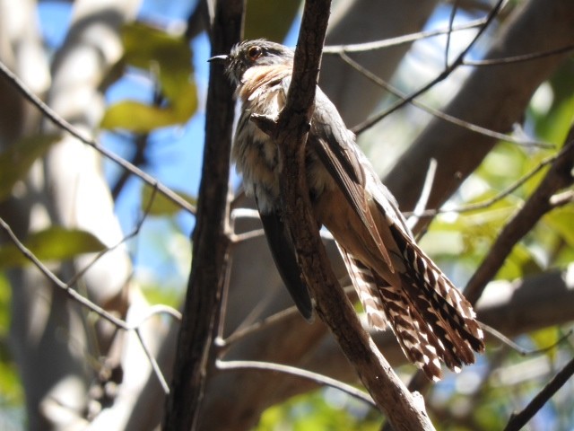 Fan-tailed Cuckoo - ML611715791